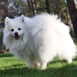 Care For Your Small Dog With These Big Impact Tips